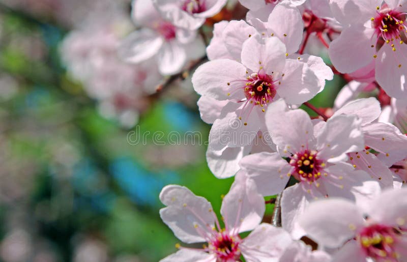 Härlig körsbärsröd blomning sakura i vårtid Närbild