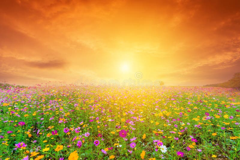 Härlig landskapbild med kosmosblommafältet på solnedgången royaltyfri bild Härlig landskapbild med kosmosblommafältet på solnedgången royaltyfri bild