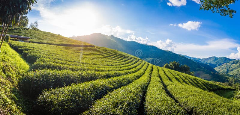 Härlig landskappanoramasikt av kolonin för te 101 i ljus dag på bakgrund för blå himmel, turist- dragning på Doi Mae Salon royaltyfri foto Härlig landskappanoramasikt av kolonin för te 101 i ljus dag på bakgrund för blå himmel, turist- dragning på Doi Mae Salon royaltyfri foto