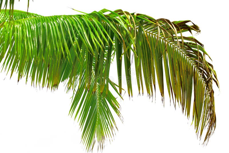 härlig leafpalmträd royaltyfri fotografi härlig leafpalmträd royaltyfri fotografi