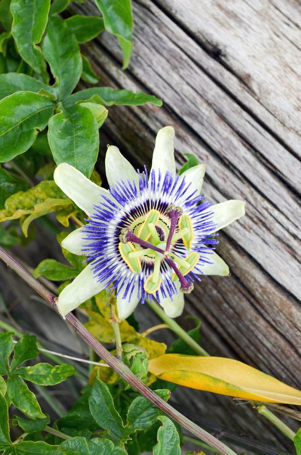 Härlig mång--färgad blomma PassÃflora royaltyfri foto