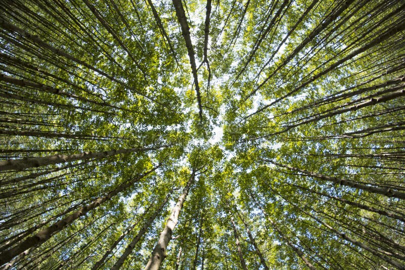 Härlig natur på morgonen i den dimmiga vårskogen med solen royaltyfria bilder