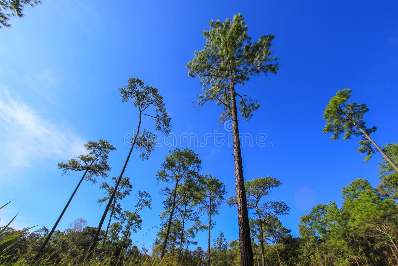 Härlig natur på Non sonblommafältet (Tung Salaeng Luang Nation Park) arkivfoto Härlig natur på Non sonblommafältet (Tung Salaeng Luang Nation Park) arkivfoto