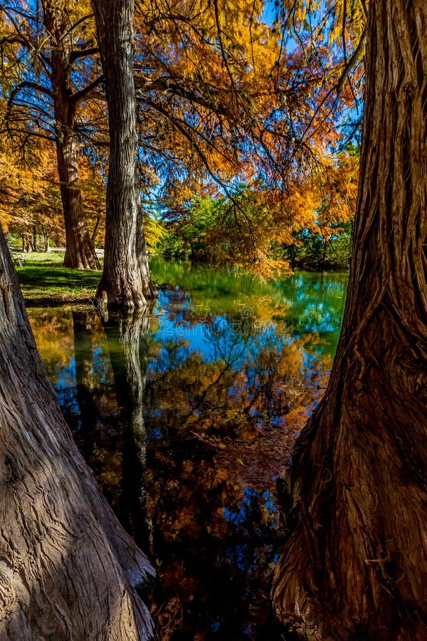 Härlig nedgånglövverk på Guadalupe River, Texas arkivfoto