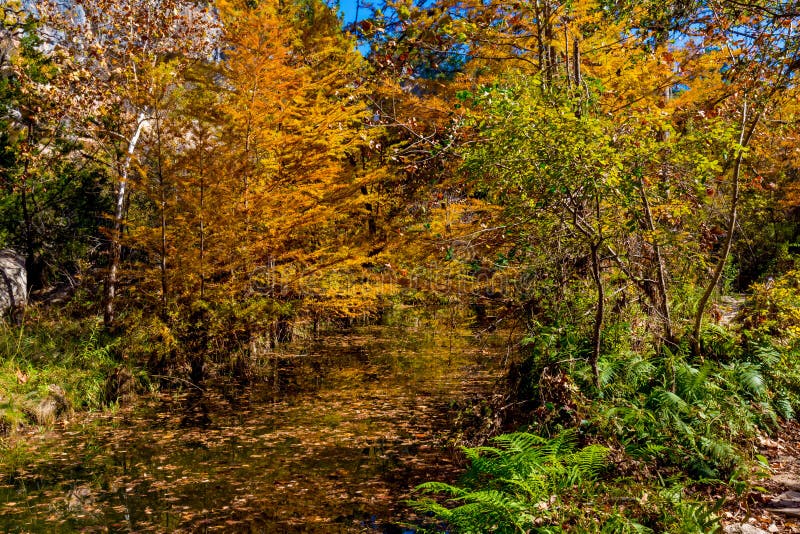 Härlig nedgånglövverk på Hamilton Creek, Texas royaltyfri foto