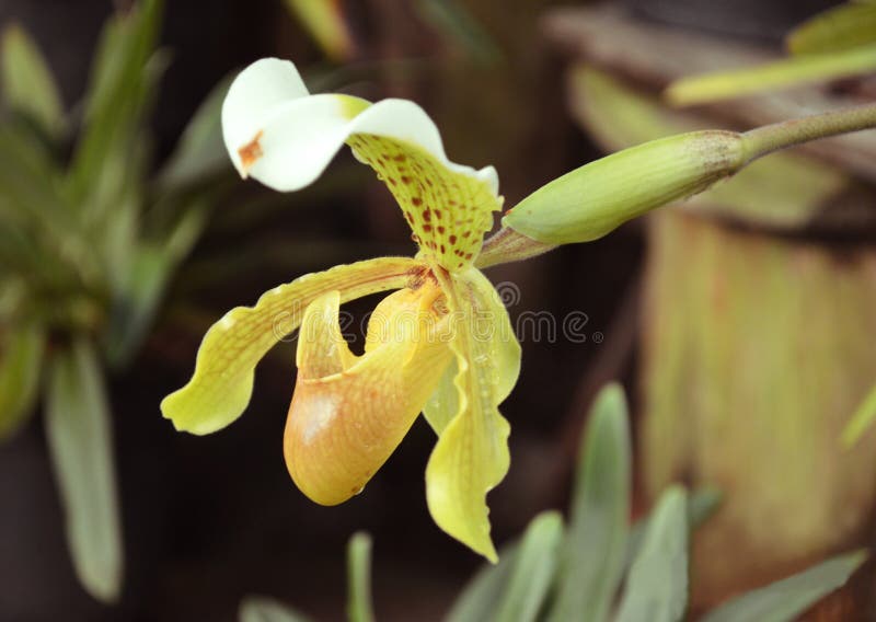 Härlig orkidéblommapaphiopedilum som visas i blommaträdgård av Gangtok, Sikkim, Indien royaltyfri fotografi Härlig orkidéblommapaphiopedilum som visas i blommaträdgård av Gangtok, Sikkim, Indien royaltyfri fotografi