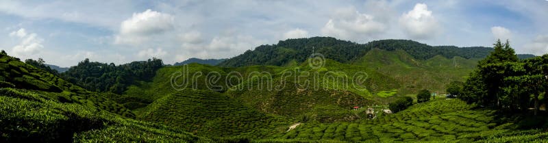 Härlig panoramasikt på Cameron Highlands, Malaysia med den gröna naturtekolonin nära kullen royaltyfri foto Härlig panoramasikt på Cameron Highlands, Malaysia med den gröna naturtekolonin nära kullen royaltyfri foto