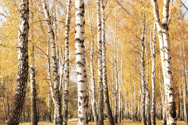 Härlig plats i gul höstbjörkskog i oktober med stupade gula höstsidor royaltyfri fotografi Härlig plats i gul höstbjörkskog i oktober med stupade gula höstsidor royaltyfri fotografi