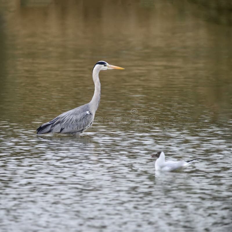 Härlig preying Grey Heron Ardea Cinerea vadande som söker efter fi royaltyfria foton Härlig preying Grey Heron Ardea Cinerea vadande som söker efter fi royaltyfria foton