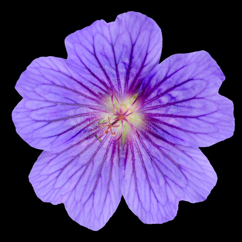 Härlig purpur pelargonblomma med isolerat royaltyfri foto Härlig purpur pelargonblomma med isolerat royaltyfri foto