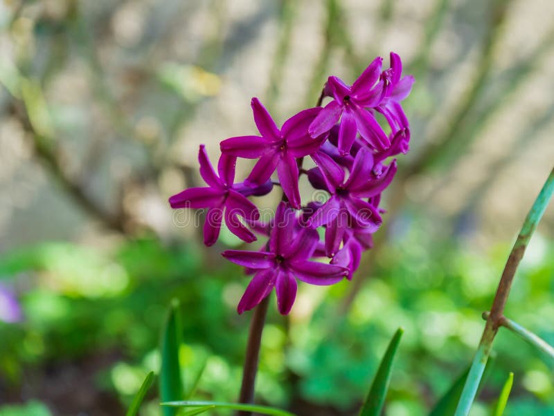 Härlig purpurfärgad blommastjärna arkivfoto Härlig purpurfärgad blommastjärna arkivfoto