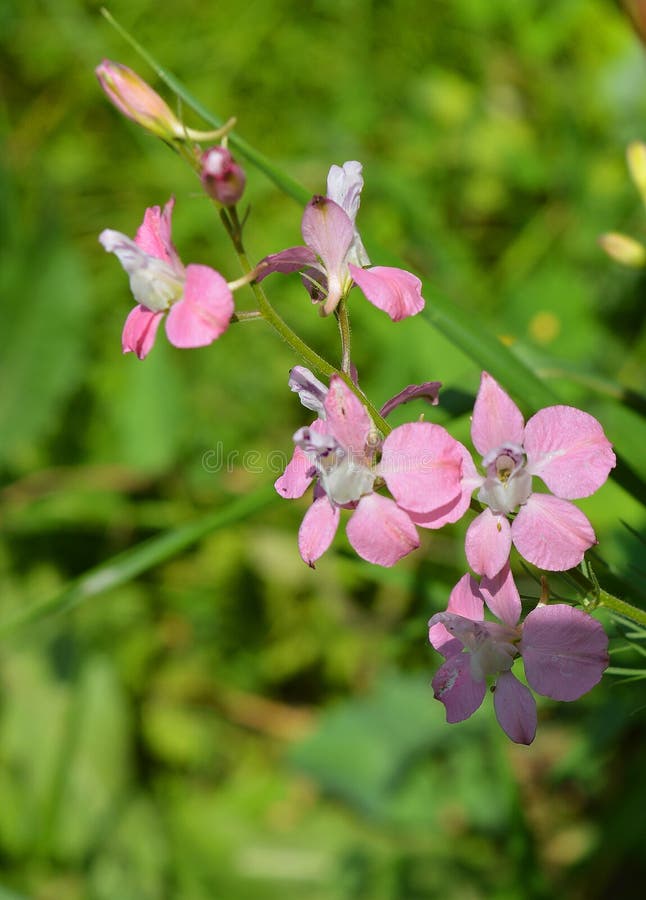 Härlig ren rosa vildblomma Mjukheten av en blomma arkivfoto Härlig ren rosa vildblomma Mjukheten av en blomma arkivfoto