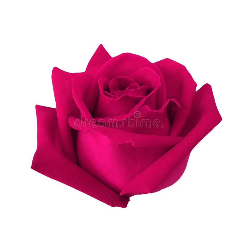Härlig rosa färgros som isoleras på vit bakgrund royaltyfria bilder
