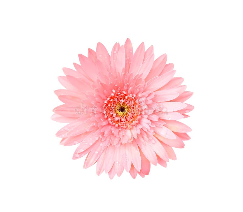 Härlig rosa gerbera- eller för barbertontusensköna blomma för bästa sikt som blommar med vattendroppar som isoleras på den vita b royaltyfria foton Härlig rosa gerbera- eller för barbertontusensköna blomma för bästa sikt som blommar med vattendroppar som isoleras på den vita b royaltyfria foton