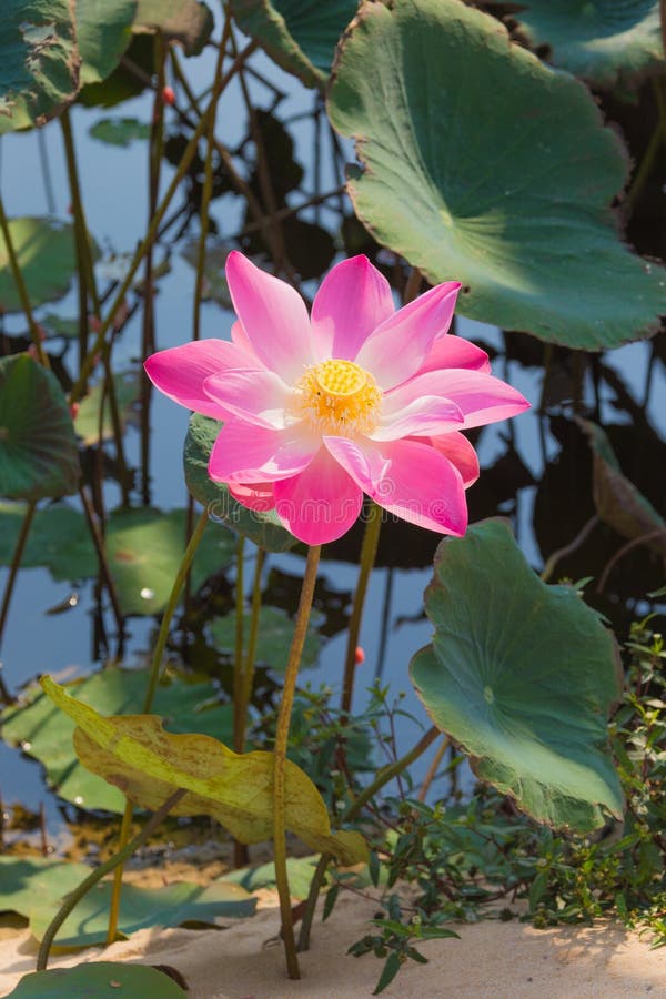 Härlig rosa lotusblomma arkivbild Härlig rosa lotusblomma arkivbild