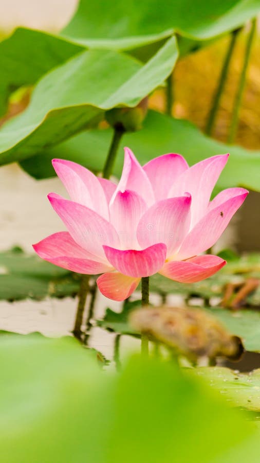 Härlig rosa lotusblommablomma i dammet royaltyfri foto Härlig rosa lotusblommablomma i dammet royaltyfri foto