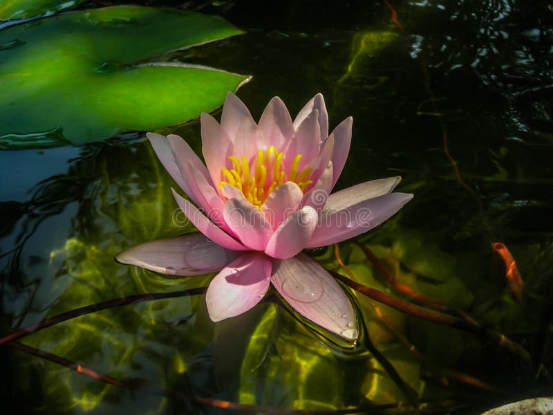 Beautiful pink water lily or lotus flower Marliacea Rosea in crystal clear water with a reflection of sun glare at the bottom. Selective focus. Nature concept for design. Beautiful pink water lily or lotus flower Marliacea Rosea in crystal clear water with a reflection of sun glare at the bottom. Selective focus. Nature concept for design