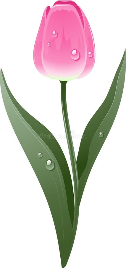 Härlig rosa tulpan stock illustrationer