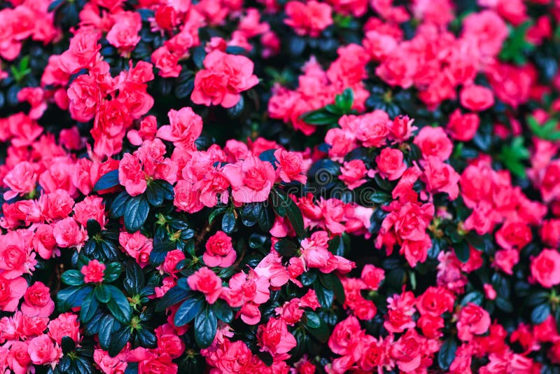 Härlig röd bakgrund för blomma för vaxbegonior Nya begoniakronblad arkivbild Härlig röd bakgrund för blomma för vaxbegonior Nya begoniakronblad arkivbild