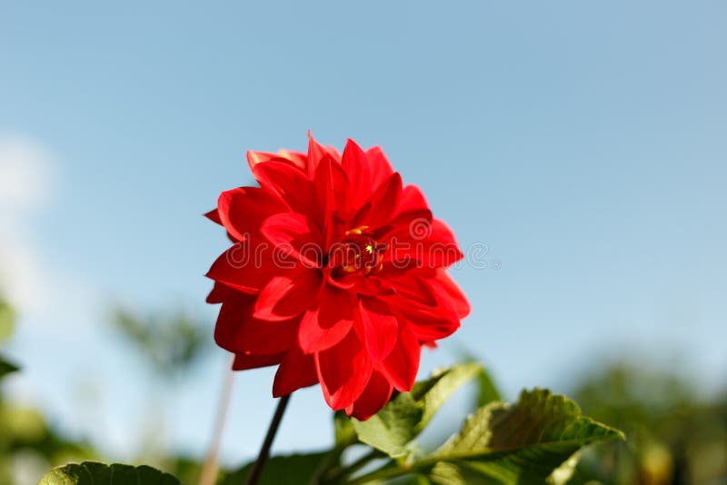 Härlig röd blomma på bakgrunden fotografering för bildbyråer Härlig röd blomma på bakgrunden fotografering för bildbyråer