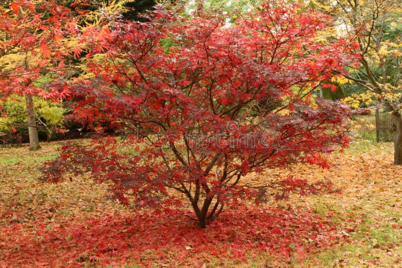 härlig röd tree för acer royaltyfri foto härlig röd tree för acer royaltyfri foto