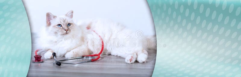 Härlig sakral katt av burma med stetoskopet; panorama- baner royaltyfria foton Härlig sakral katt av burma med stetoskopet; panorama- baner royaltyfria foton