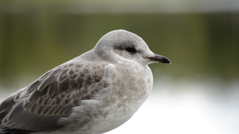 härlig seagullwhite