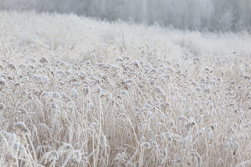 Härlig snö-täckt vass royaltyfri bild Härlig snö-täckt vass royaltyfri bild