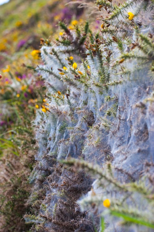 Härlig solig naturbakgrund med spindelrengöringsduk på blommor arkivfoto Härlig solig naturbakgrund med spindelrengöringsduk på blommor arkivfoto