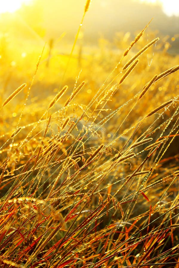 Härlig soluppgång över en sommar som blomstrar ängfältgräs med daggdroppar på bakgrunden av solen arkivfoton Härlig soluppgång över en sommar som blomstrar ängfältgräs med daggdroppar på bakgrunden av solen arkivfoton