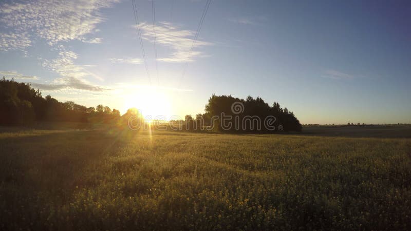 Härlig sommarsoluppgång på lantgårdfält med morgonmistdimma Timelapse 4K