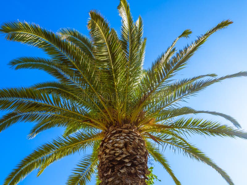 Härlig stor palmträd med klar blå himmel i bakgrunden royaltyfria bilder Härlig stor palmträd med klar blå himmel i bakgrunden royaltyfria bilder