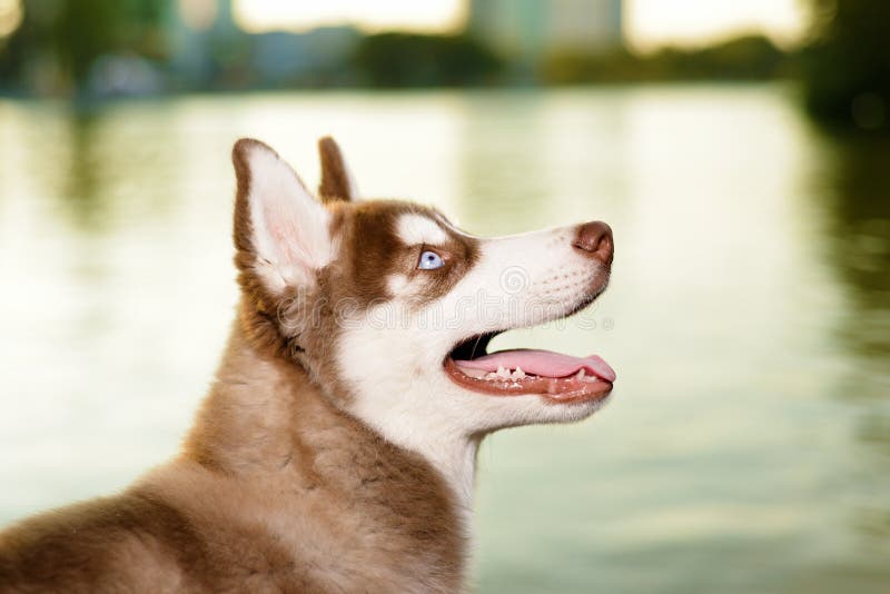 härlig stående welsh för koftacorgihund royaltyfria bilder härlig stående welsh för koftacorgihund royaltyfria bilder