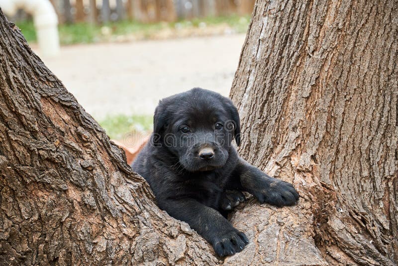 Härlig svart labrador för valphund som sitter i gaffel av det enorma trädet royaltyfria bilder Härlig svart labrador för valphund som sitter i gaffel av det enorma trädet royaltyfria bilder