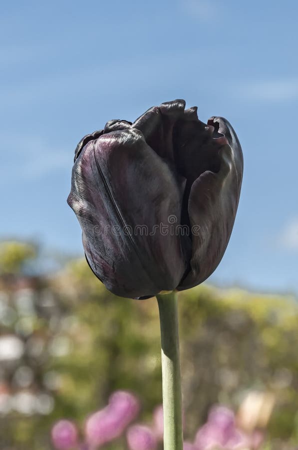 Härlig svart TULP som kallas drottningen eller natten, i ett rosa tulpanfält, med, slösar klar himmel som bakgrund royaltyfria foton Härlig svart TULP som kallas drottningen eller natten, i ett rosa tulpanfält, med, slösar klar himmel som bakgrund royaltyfria foton