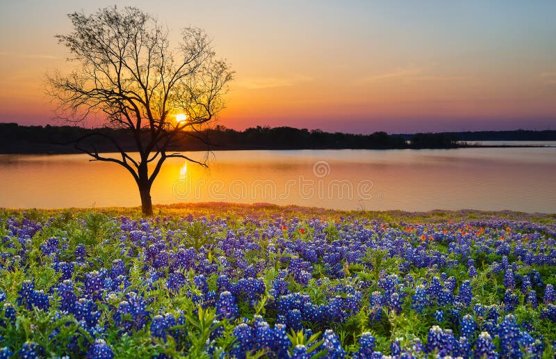 Härlig Texas vårsolnedgång över en sjö royaltyfri fotografi
