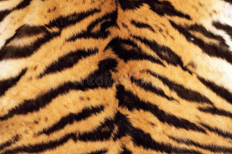 Härlig textur för tiger av verklig päls royaltyfria bilder