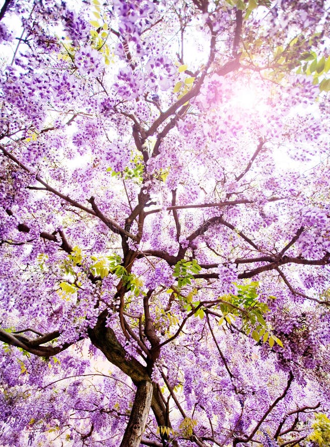 härlig treewisteria arkivfoto härlig treewisteria arkivfoto