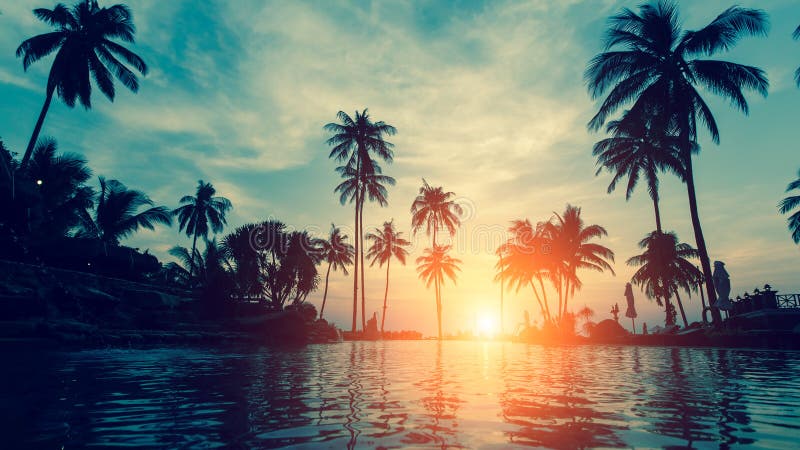 Härlig tropisk strand med palmträdkonturer på skymning Natur