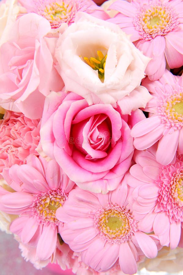 härlig tät blommapink upp arkivfoton härlig tät blommapink upp arkivfoton