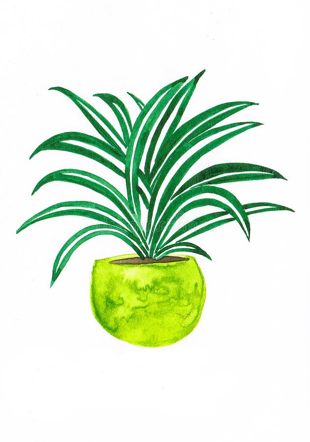 Härlig vattenfärgspindelväxt i en limefruktkruka vektor illustrationer Härlig vattenfärgspindelväxt i en limefruktkruka vektor illustrationer