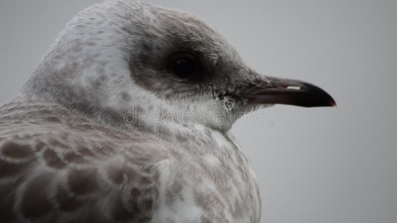 Härlig vit seagull i closeupvideo för sen sommar