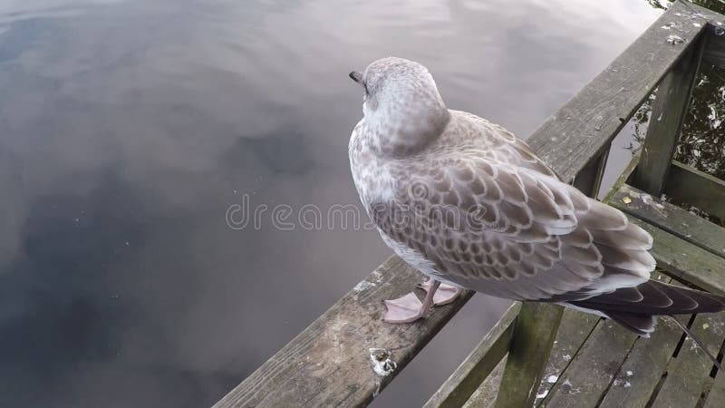 Härlig vit seagull i closeupvideo för sen sommar med dammvatten