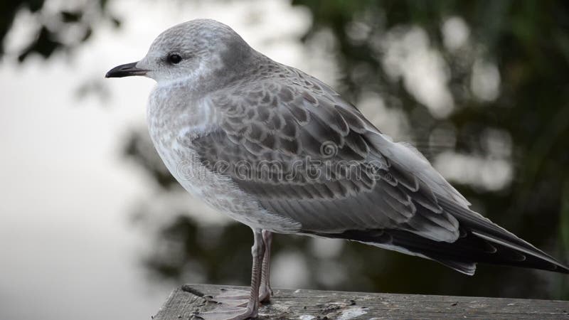 Härlig vit seagull i closeupvideo för sen sommar med dammvatten