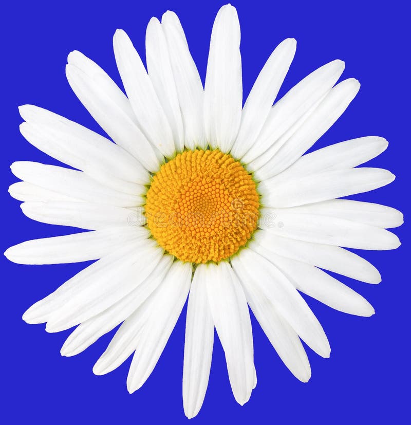 Härlig vit tusensköna med en gul mitt Latinska namnanthemisnobilis Isolat p? bl?tt royaltyfri fotografi Härlig vit tusensköna med en gul mitt Latinska namnanthemisnobilis Isolat p? bl?tt royaltyfri fotografi
