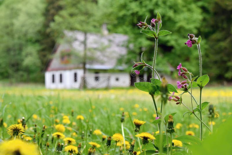 Härlig äng med lösa vårblommor, lantligt europeiskt gammalt hus på bakgrunden royaltyfria bilder Härlig äng med lösa vårblommor, lantligt europeiskt gammalt hus på bakgrunden royaltyfria bilder
