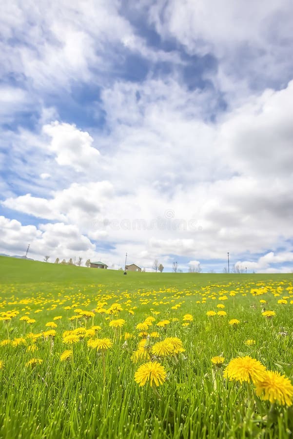 Härlig äng med vibrerande gula blommor och gröna gräs i vår arkivfoto Härlig äng med vibrerande gula blommor och gröna gräs i vår arkivfoto
