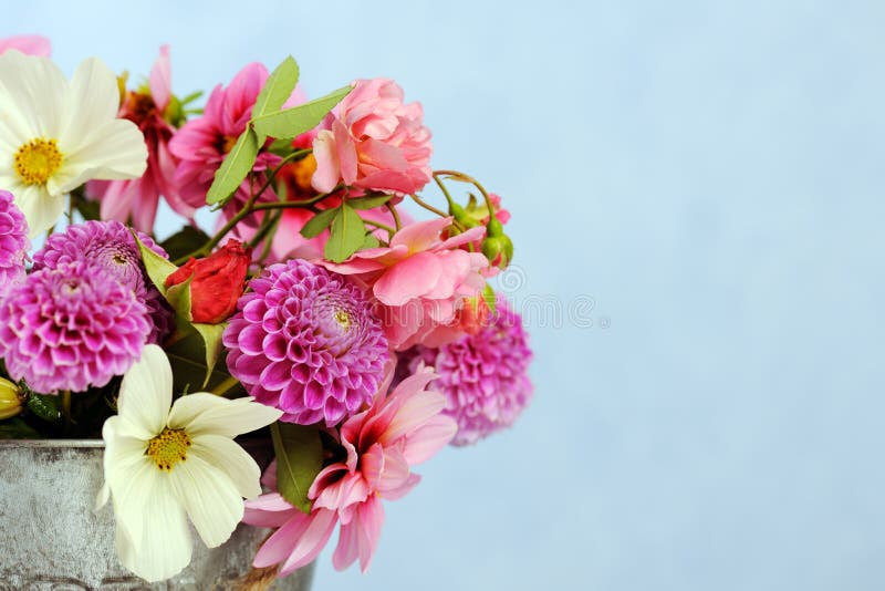 härliga blommor arkivbilder härliga blommor arkivbilder