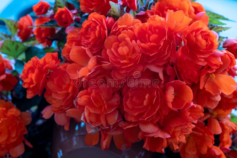 Härliga blommor av pelargonian i en kruka - pelargoniavariationsclatterbridge royaltyfria bilder Härliga blommor av pelargonian i en kruka - pelargoniavariationsclatterbridge royaltyfria bilder