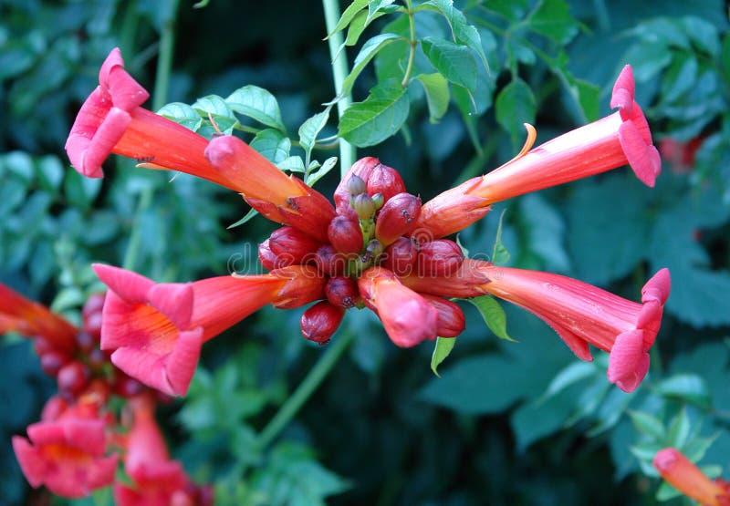 Härliga blommor Campsis fotografering för bildbyråer Härliga blommor Campsis fotografering för bildbyråer